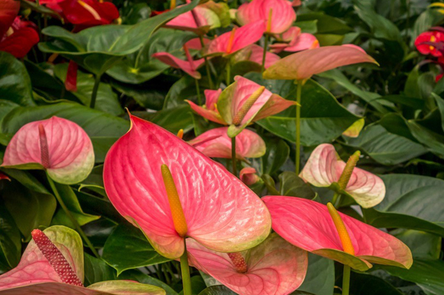 #3 Indoor Flowering and Foliage Plants (including Poinsettia)