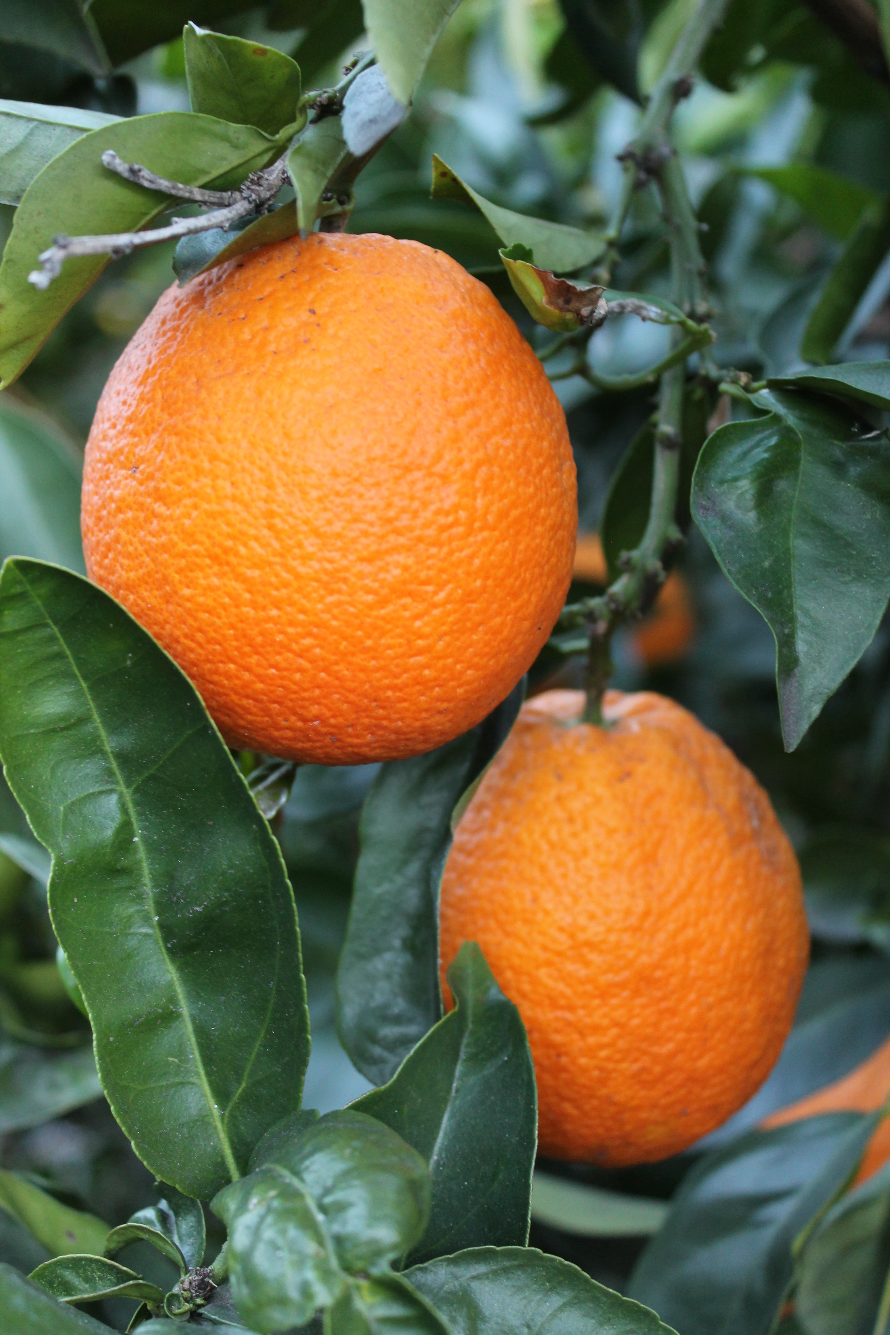 oranges The San Diego County Farm Bureau