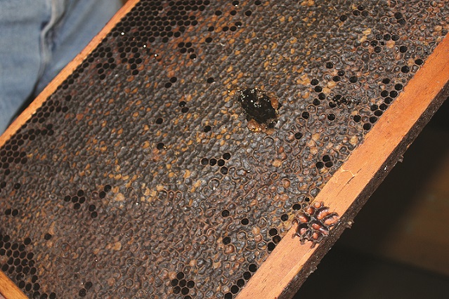 San Diego Crops – Honey